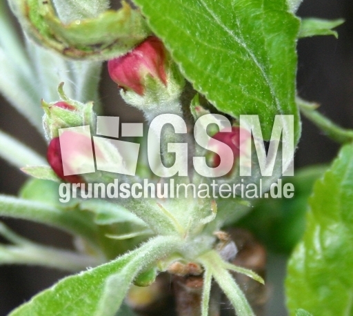 Apfelbaumblüte-2.jpg